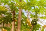 Feel free to pick fresh papayas, mangos or bananas on the beautiful grounds